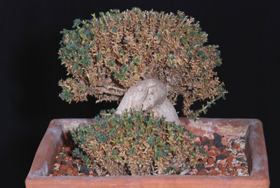 Trichodiadema bulbosum 05.jpg