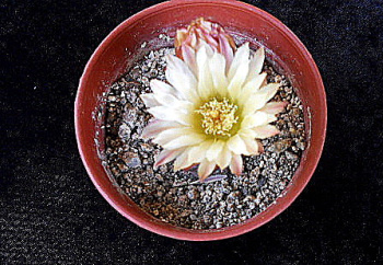 Eriosyce pajonalensis (Blüte)