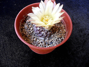Eriosyce pajonalensis (Körper)