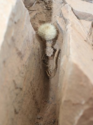 N. villosa