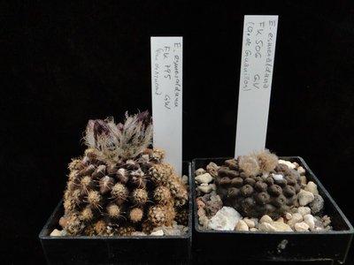 Eriosyce esmeraldana Knospen 2011 Mai13.jpg
