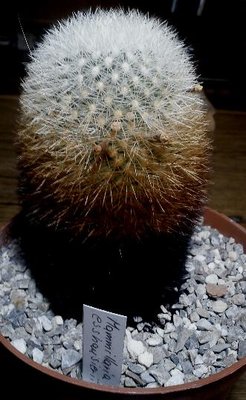 Mammillaria Klein.jpg