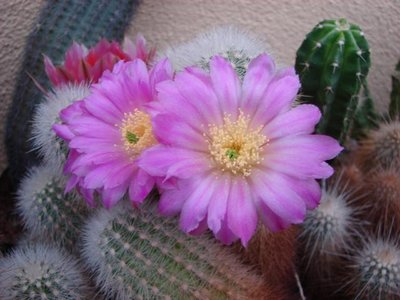 E. nivosus