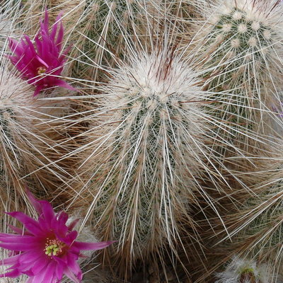 400 P1060659 Echinocereus parkeri ssp. rayonesensis.jpg
