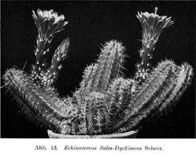 K640_Unbenanntsalm dycki berger.JPG