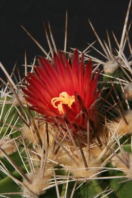 Feroc_flavovirens_rot_070426_6313.jpg