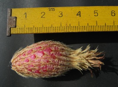 Feroc_flavovirens_gelbe Blüte_Frucht_0473.jpg