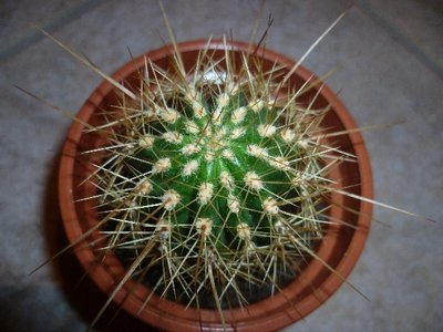 Echiniopsis?
