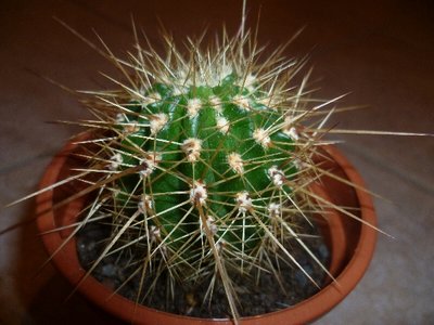 Echinopsis?
