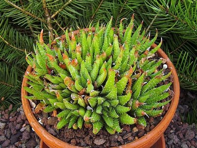 Aloe humilis (3a).jpg