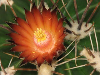 Fero flavovirens