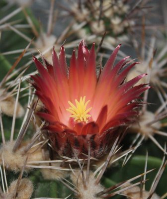 Feroc_flavovirens_rot_111213_1390-b.jpg