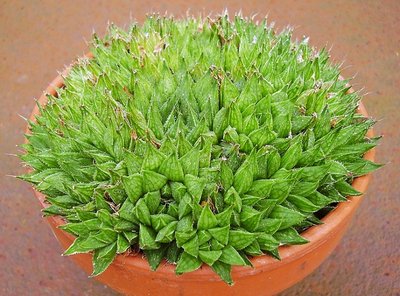 Haworthia marumiana (3a).jpg