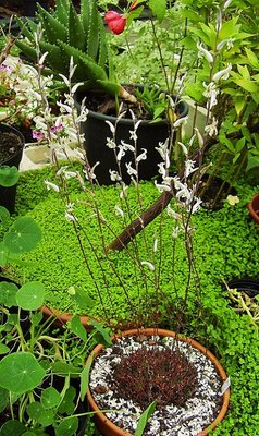 Haworthia marumiana (4a).jpg