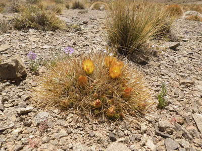 maihueniopsis.JPG