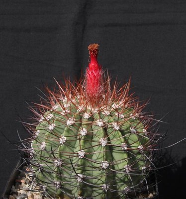 Denmoza_rhodacantha_100528_8188.jpg
