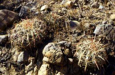 Ferocactus macrodiscus, Oaxaca
