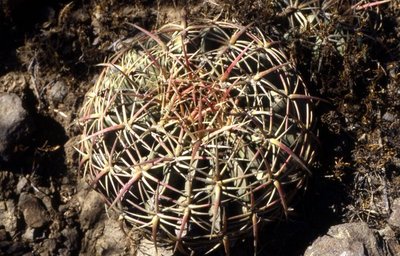 Ferocactus macrodiscus, Oaxaca