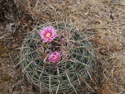 407 P1060342Feroc. macrodiscus, Diaz Ordaz, Oaxaca.JPG
