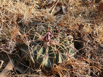 403 P1060319 Feroc. macrodiscus Suchixtlahuaca, Oaxaca.JPG