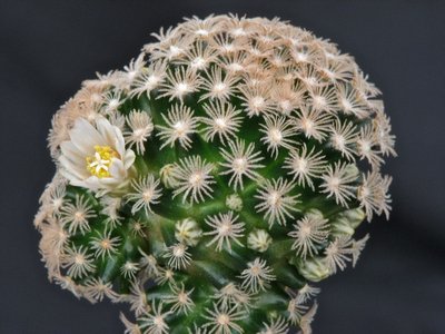 IMG_0051.jpeg (112.27 KiB) 8727 mal betrachtet ca 9 Monate alte Mammillaria roemeri auf Pereskiopsis