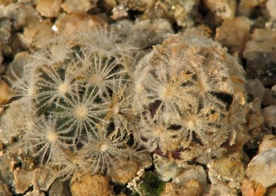 Mammillaria roemeri