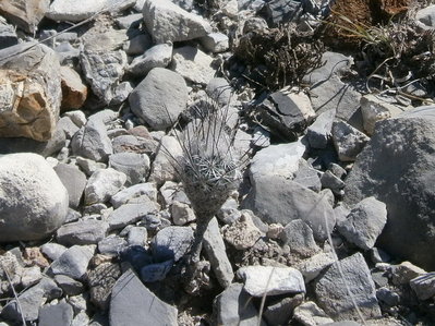 410 PA161119 Rapicactus subterraneus.JPG