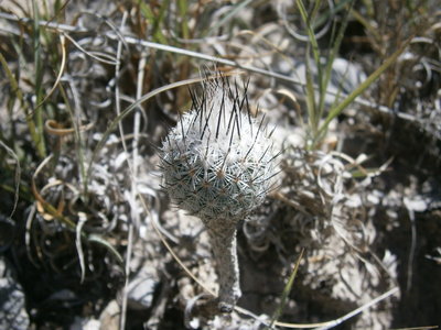 408 PA161111 Rapicactus subterraneus.JPG