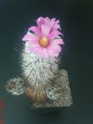 Turbini subterraneus 2011.JPG