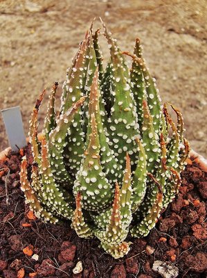 Haworthia 1996-16 (4a).jpg