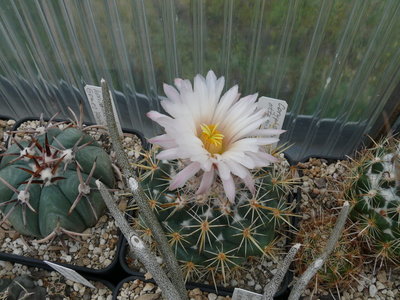411 P1060845 Coryphantha ottonis.JPG
