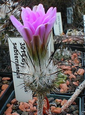 Blüten lilarosa