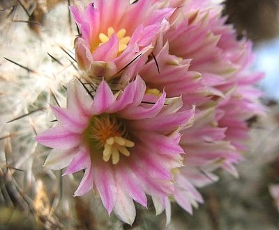 Blüten rosa mit etwas oliven Rändern