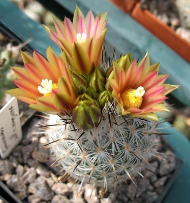 Blüten mit stark oliver Einfärbung