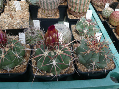252 P1060951 Thelocactus heterochromus.jpg