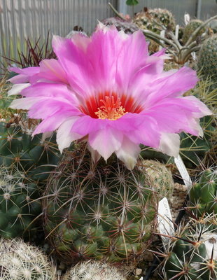413 P1070082 Thelocactus bicolor var. schwarzii.JPG