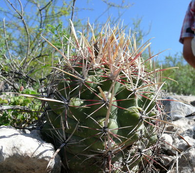412 P1000398 Thelocactus bicolor var. pottsii.JPG