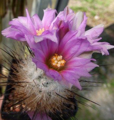 Gymnocactus subterranus, 04.11 - Kopie.JPG