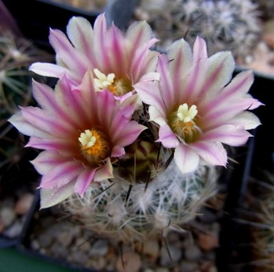 Gymnocactus zaragosae, 03.11 (2) - Kopie.JPG