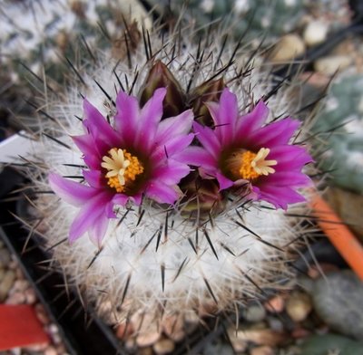 Gymnocactus booleanus, 03.11 - Kopie.JPG