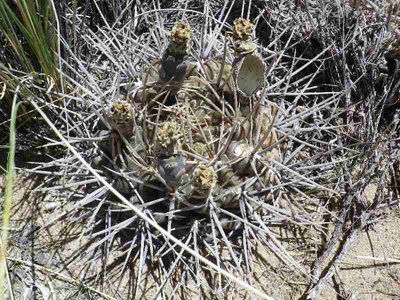 Gymnocalycium.JPG